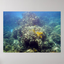 Underwater Sealife Photography Poster Print