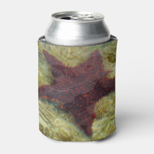 Underwater Starfish in the Bahamas Can Cooler