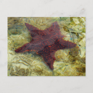 Underwater Starfish in the Bahamas Postcard
