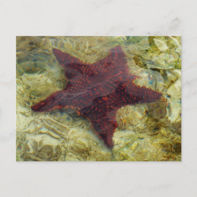 Underwater Starfish in the Bahamas Postcard (Front)