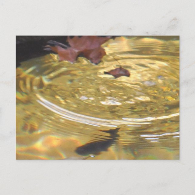 Underwater Trout feeding in Smoky Mountain creek Postcard (Front)
