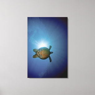 Underwater Turtle Andaman Sea, Thailand Canvas Print