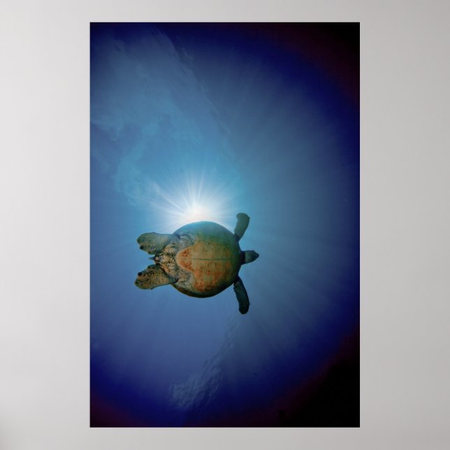 Underwater Turtle| Andaman Sea, Thailand Poster (Front)
