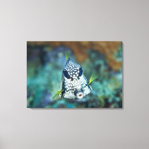 Underwater view of Smooth Trunkfish (Lactophrys Canvas Print