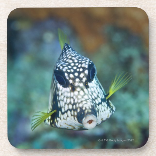Underwater view of Smooth Trunkfish (Lactophrys Coaster (Front)