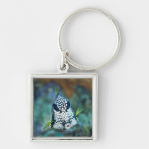 Underwater view of Smooth Trunkfish (Lactophrys Key Ring