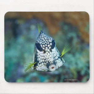 Underwater view of Smooth Trunkfish (Lactophrys Mouse Mat