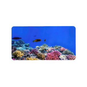 Underwater view of the coral reef, Tropical waters Label