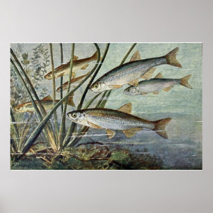 Underwater World Series First Of Four Poster