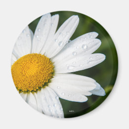 Une margueritte, font vert magnet