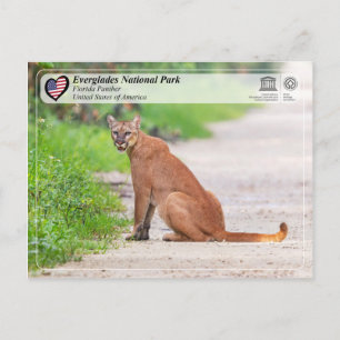 UNESCO- Everglades National Park - Florida Panther Postcard