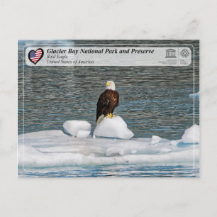 UNESCO - Glacier Bay National Park - Bald Eagle Postcard