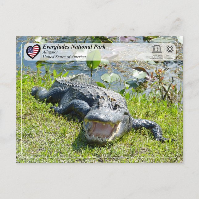 UNESCO WHS - Everglades National Park - Alligator Postcard (Front)