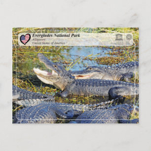 UNESCO WHS - Everglades National Park - Alligator Postcard