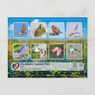 UNESCO WHS - Everglades National Park - Birds Postcard
