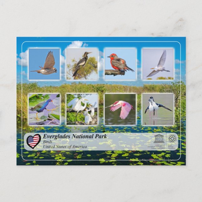 UNESCO WHS - Everglades National Park - Birds Postcard (Front)