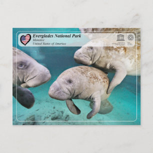 UNESCO WHS - Everglades National Park - Manatee Postcard