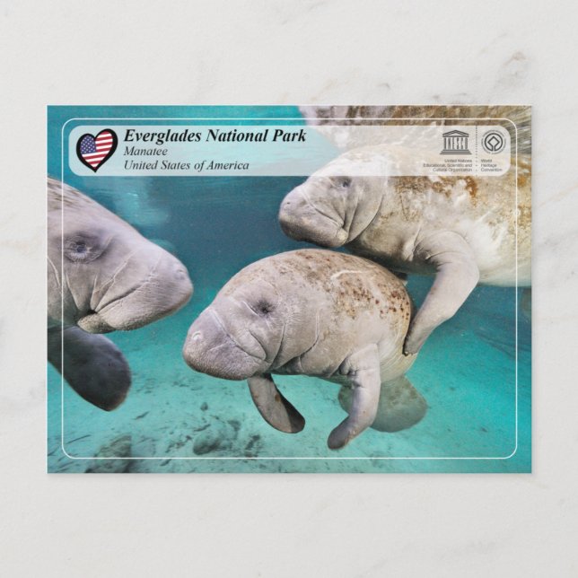 UNESCO WHS - Everglades National Park - Manatee Postcard (Front)