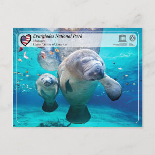 UNESCO WHS - Everglades National Park - Manatee Postcard