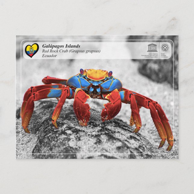 UNESCO WHS - Galápagos Islands - Red Rock Crab Postcard (Front)