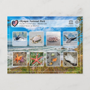 UNESCO WHS - Olympic National Park - Marine Life Postcard