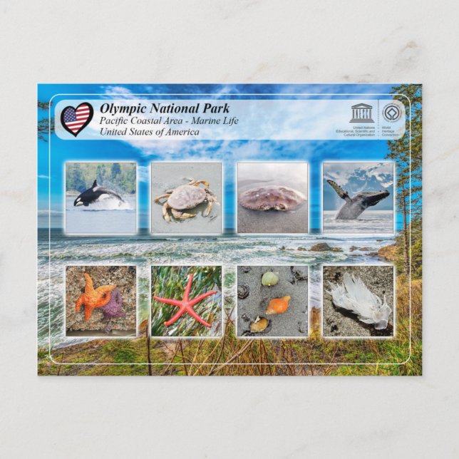 UNESCO WHS - Olympic National Park - Marine Life Postcard (Front)
