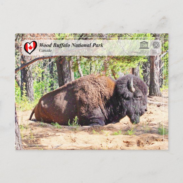 UNESCO WHS - Wood Buffalo National Park Postcard (Front)