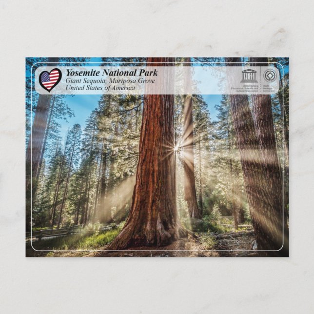 UNESCO - Yosemite National Park - Mariposa Grove P Postcard (Front)