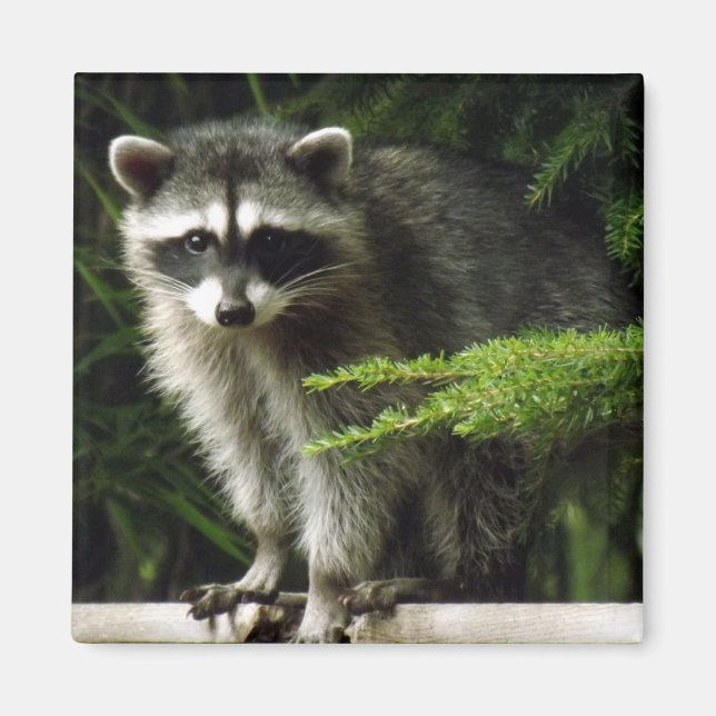 Unexpected Visitor, #3 Magnet (Front)