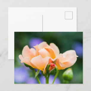 unfolding desire holiday postcard