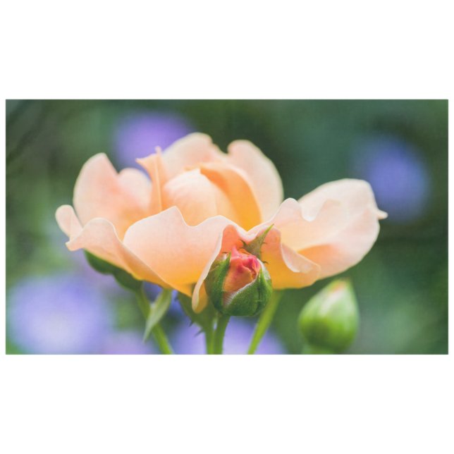 unfolding desire tablecloth (Front (Horizontal))