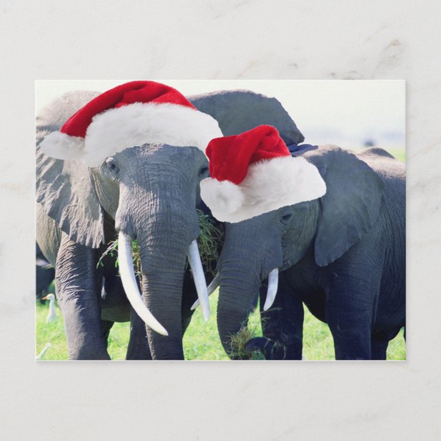 Unforgettable Elephant Christmas Holiday Postcard (Front)
