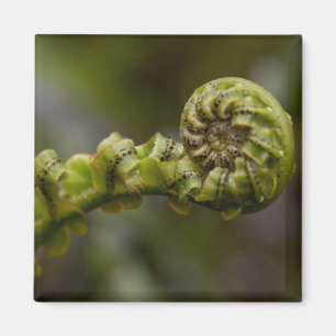 Unfurling Fern Frond Magnet