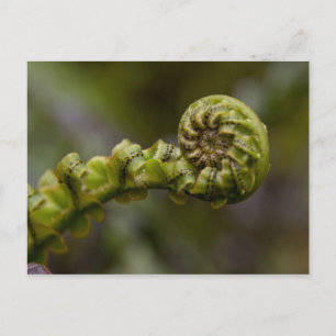 Unfurling Fern Frond Postcard