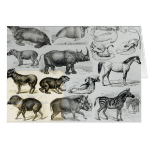 Ungulata or Hoofed Animals