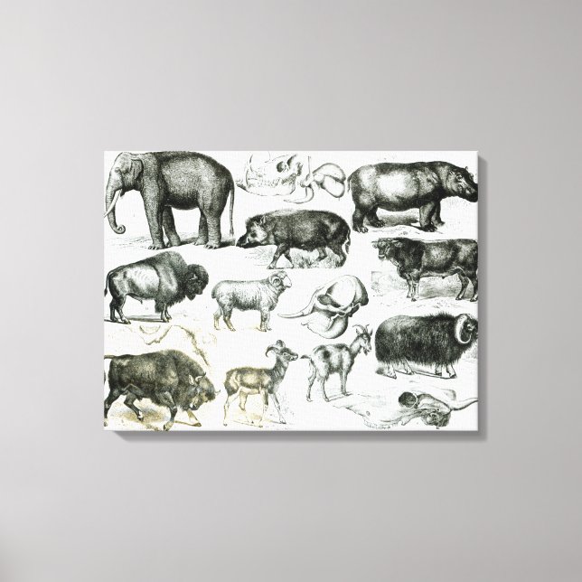 Ungulata or Hoofed Animals Canvas Print (Front)