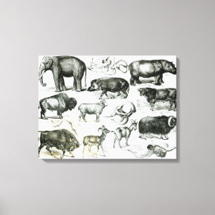 Ungulata or Hoofed Animals Canvas Print