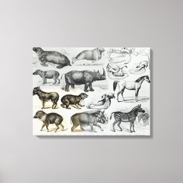 Ungulata or Hoofed Animals Canvas Print (Front)