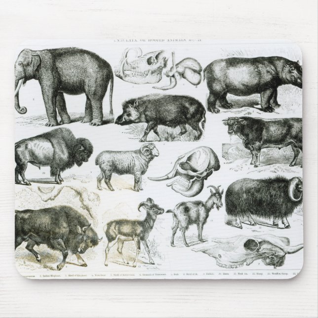Ungulata or Hoofed Animals Mouse Mat (Front)