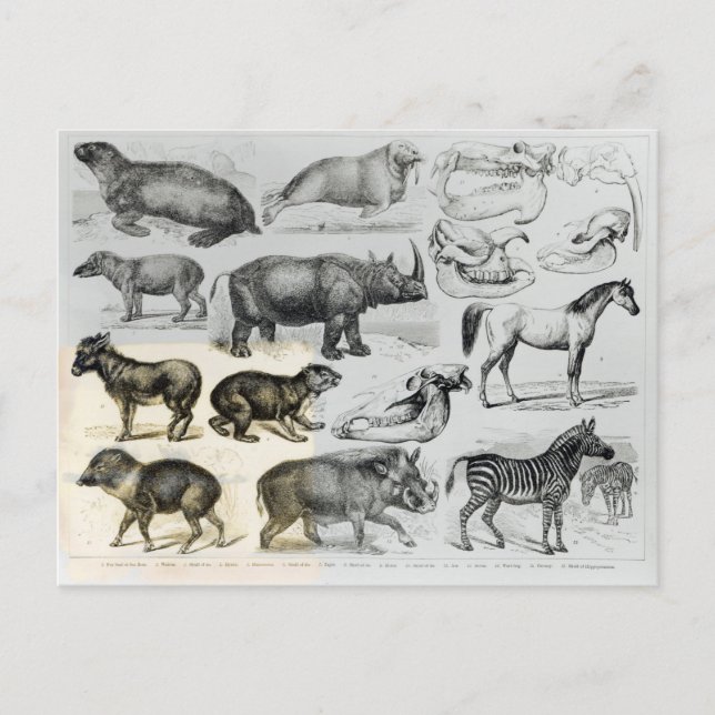 Ungulata or Hoofed Animals Postcard (Front)