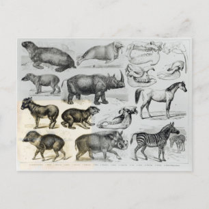 Ungulata or Hoofed Animals Postcard