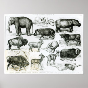Ungulata or Hoofed Animals Poster