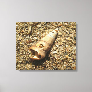 Unicorn Shell on Beach Canvas Print