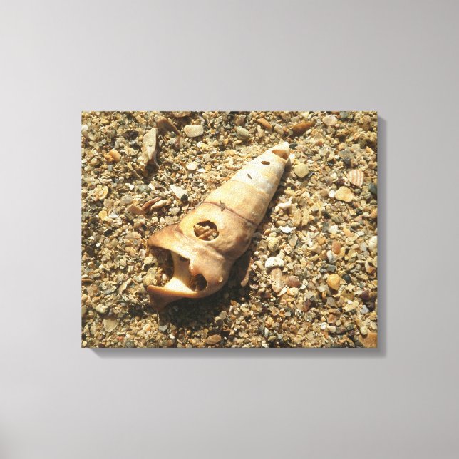 Unicorn Shell on Beach Canvas Print (Front)