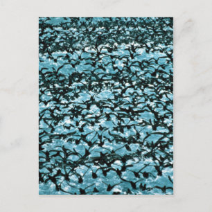 Unimak Pass Shearwater flock Postcard
