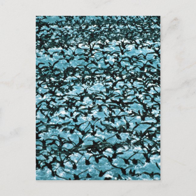 Unimak Pass Shearwater flock Postcard (Front)