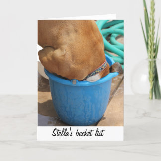 Unique and humorous dog photo of boxer in a bucket card