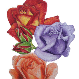 unique big and bold colourful rose flowers floral beach towel