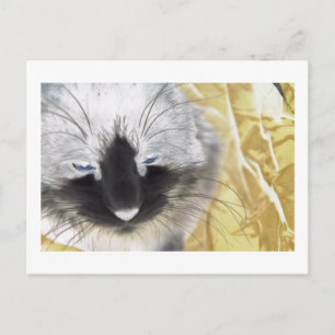 Unique Black and White Cat Postcard