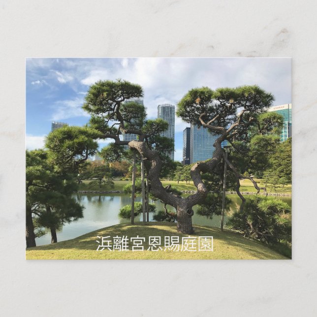 Unique Black Pine Tree Postcard (Front)